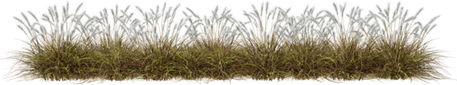 Autumn Grass PNG