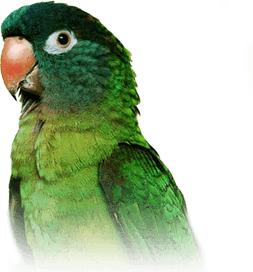 Tropical Bird PNG