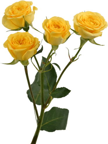Aesthetic Theme Rose PNG