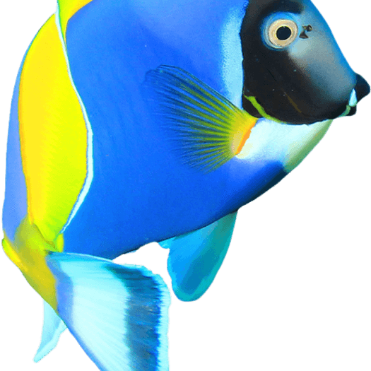 Blue Tang Fish PNG
