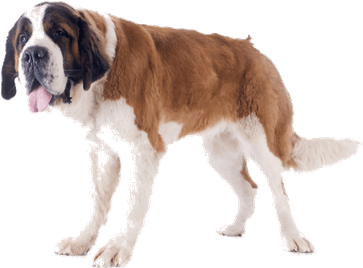 Beethoven Dog PNG