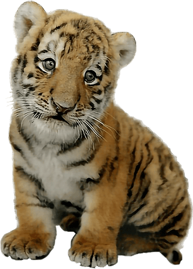 Baby Tiger PNG