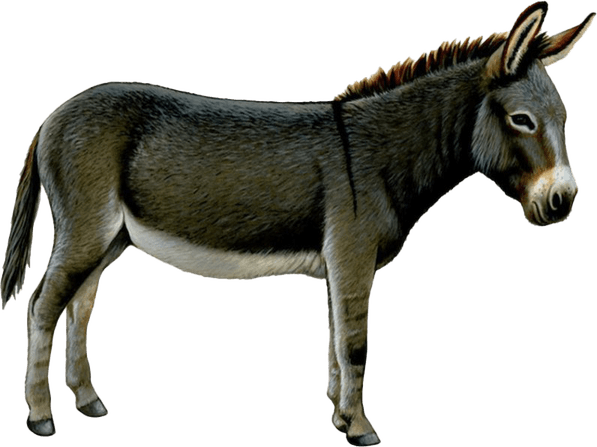 Donkey PNG