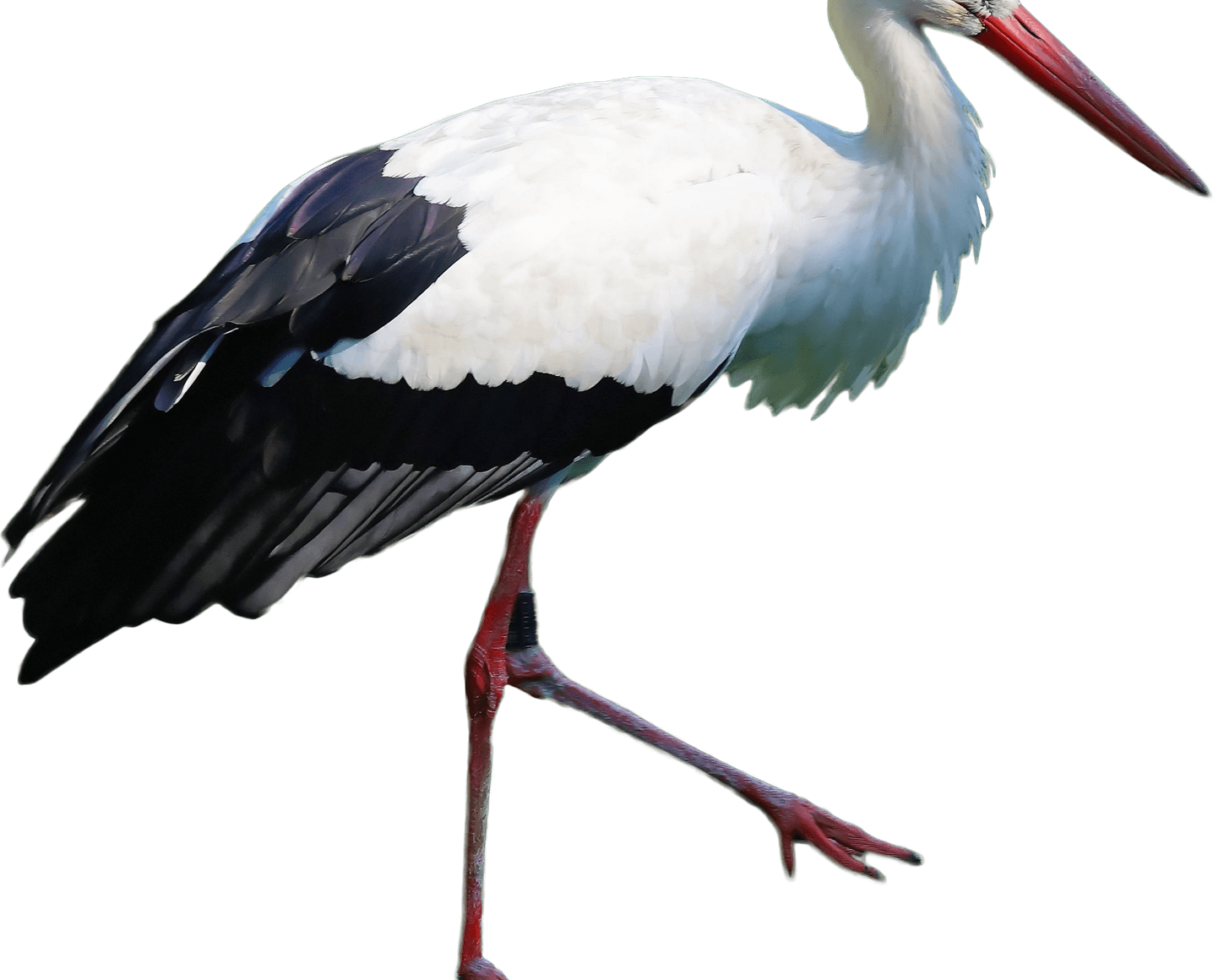 Stork PNG