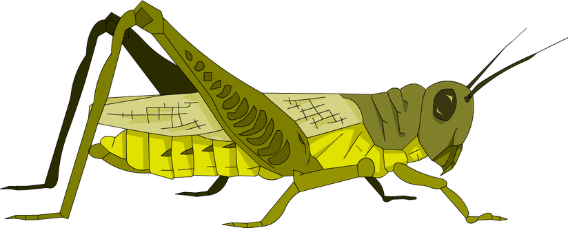 Grasshopper PNG