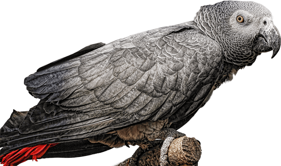 Grey Parrot PNG