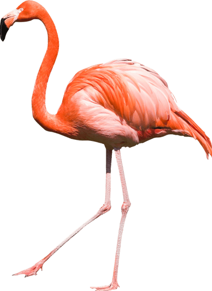 Flamingo PNG