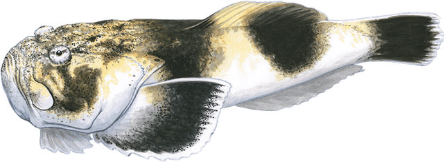 Stargazer Fish PNG