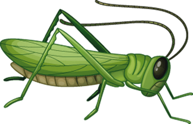 Grasshopper PNG
