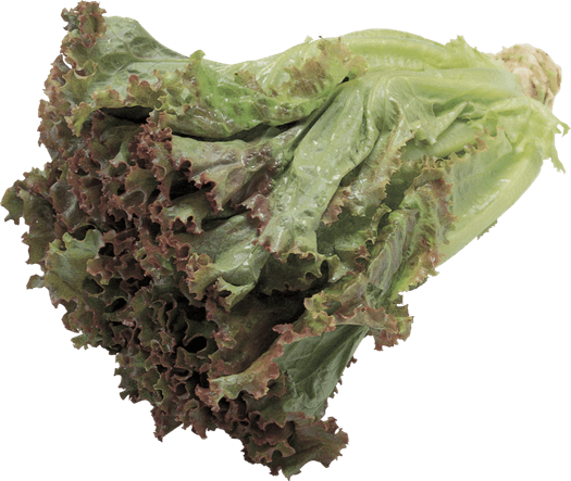Celtuce PNG