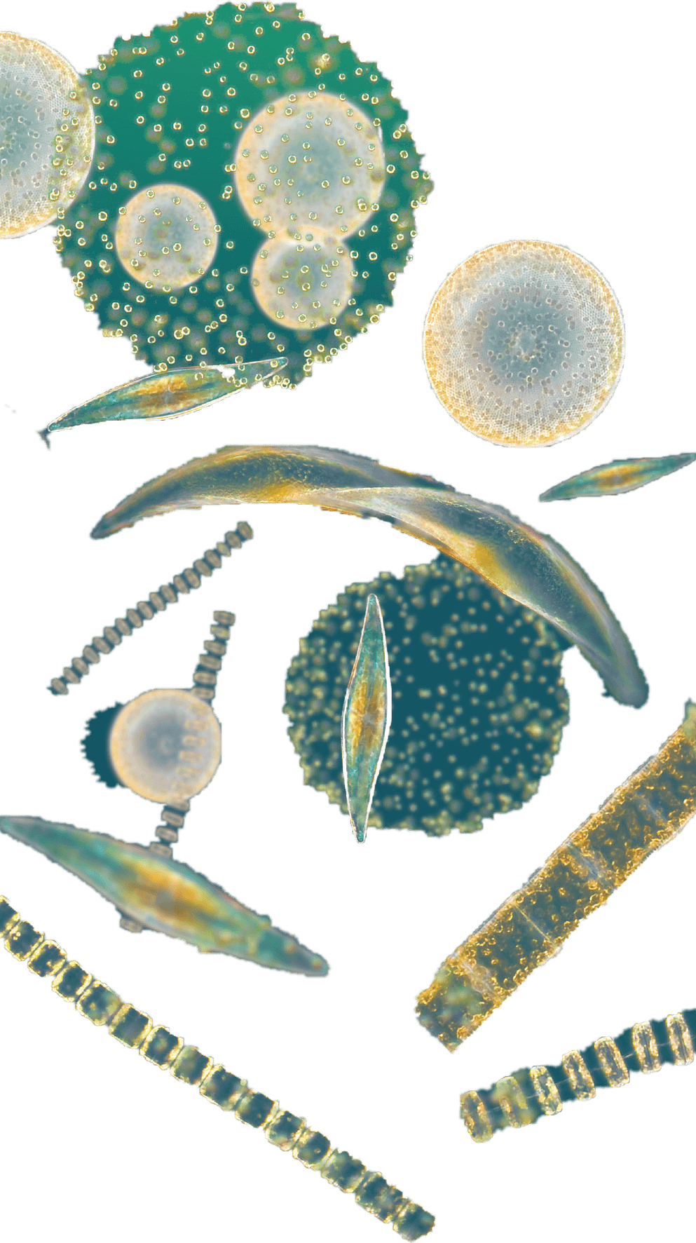 Phytoplankton PNG