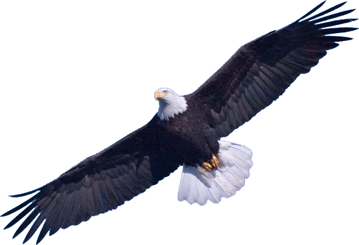 Bald Eagle PNG