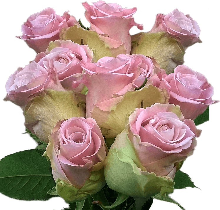 Green And Pink Flower PNG