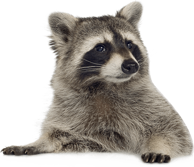 Raccoon PNG