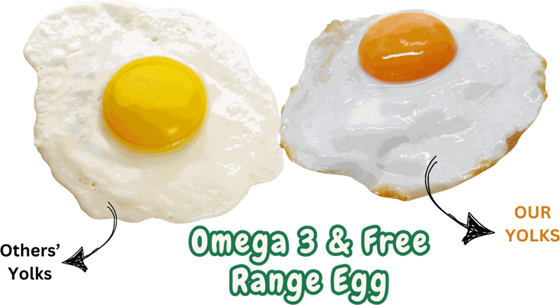 Over Easy Egg PNG
