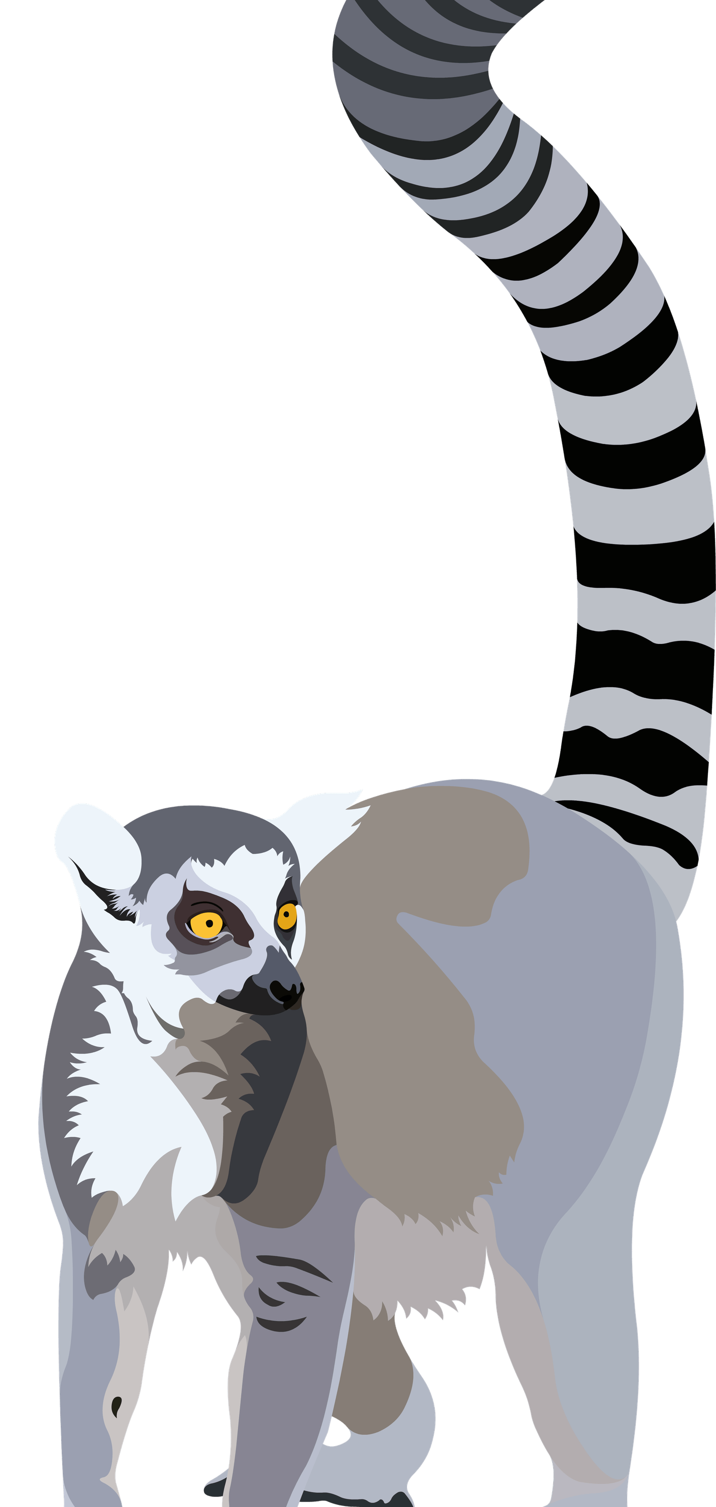 Lemurs PNG