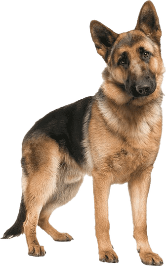 German Shepherd PNG