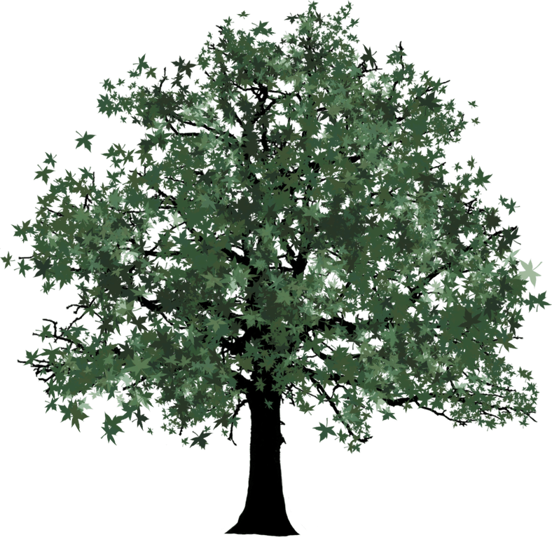 Tree Drawing PNG