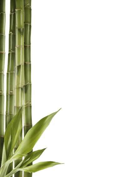 Bamboo PNG