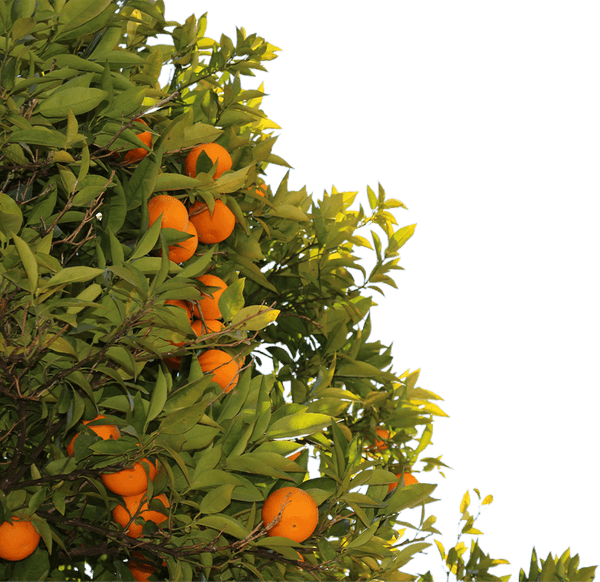 Fruit Tree PNG
