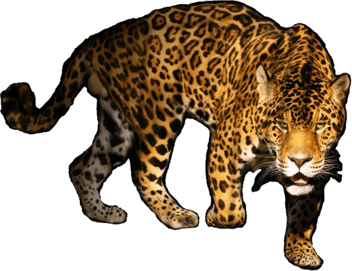 Leopard PNG