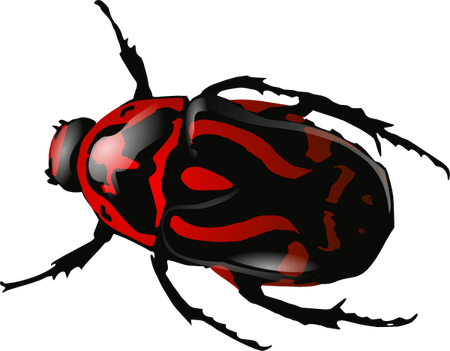 Insect PNG
