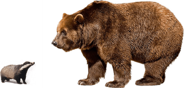 Tekken Bear PNG