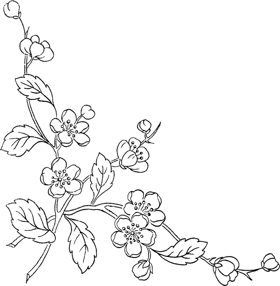Drawing Of Flowers PNG