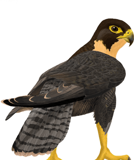 Falcon PNG