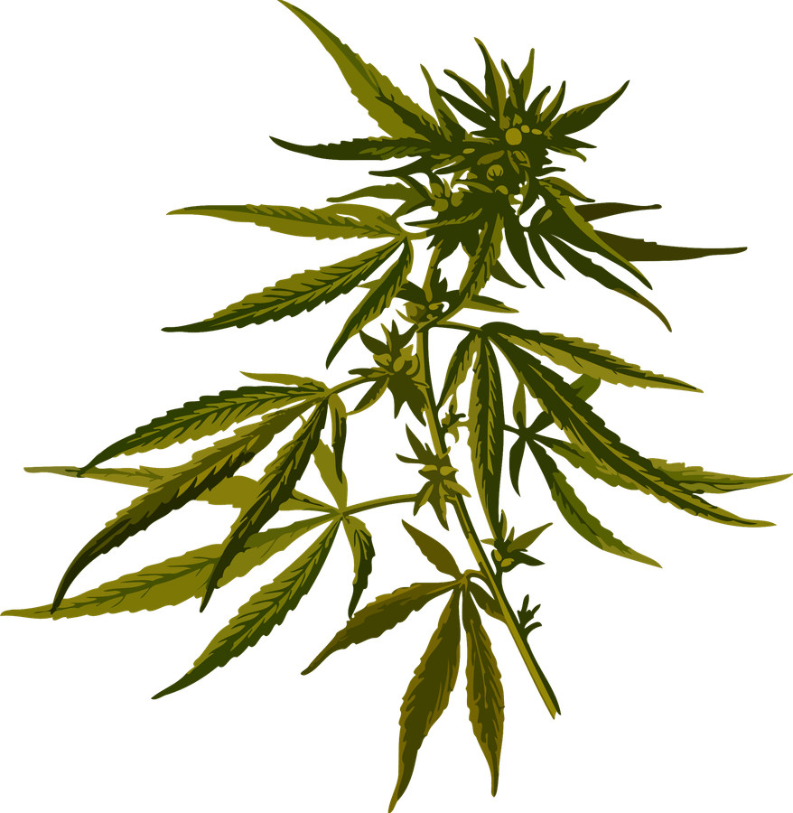 Pot Leaf PNG