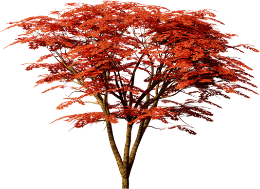 Japanese Maple Tree PNG