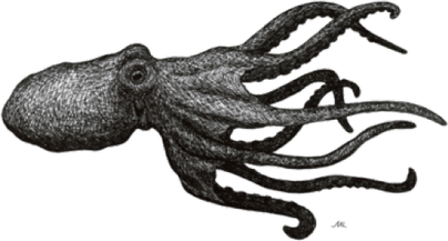 Octopuse PNG