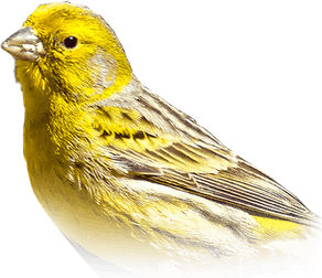 Canary Bird PNG