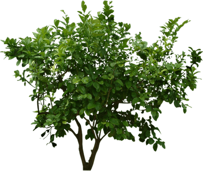 Jungle PNG