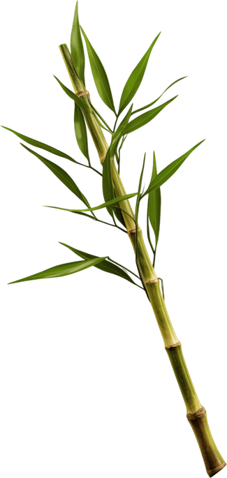 Bamboo Grass PNG