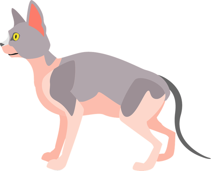 Sphynx Cat PNG
