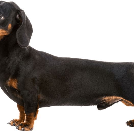 Dachshund PNG