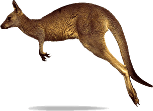 Kangaroo PNG