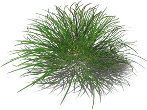 Top View Grass PNG
