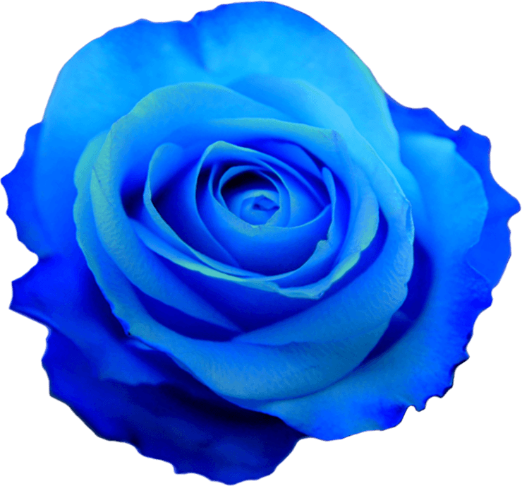 Blue Rose PNG