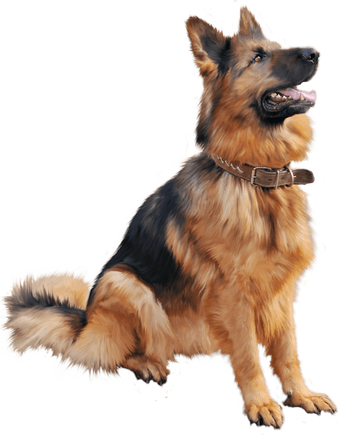 German Shepherd PNG