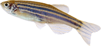 Zebra Fish PNG