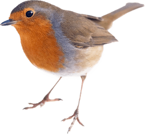 Robin Bird PNG