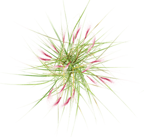 Ornamental Grass Plan PNG