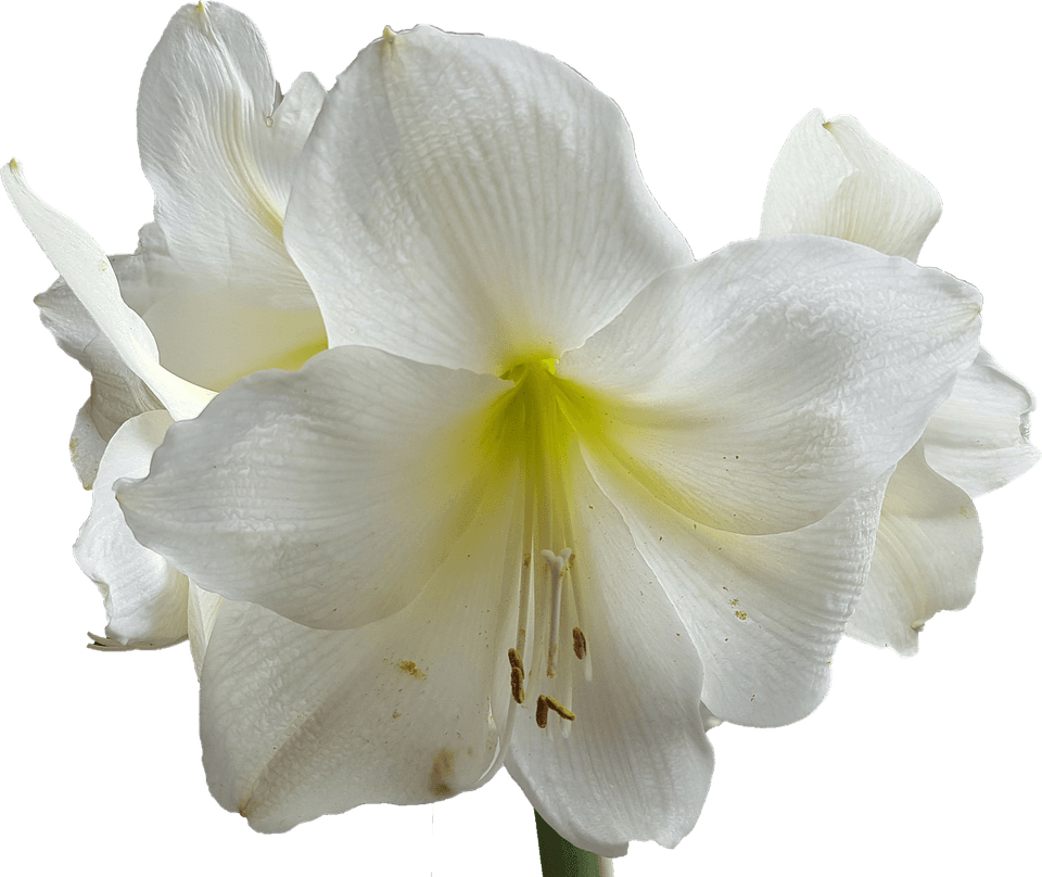 Amaryllis Flower PNG