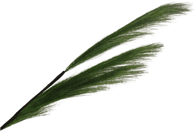 Pampas PNG