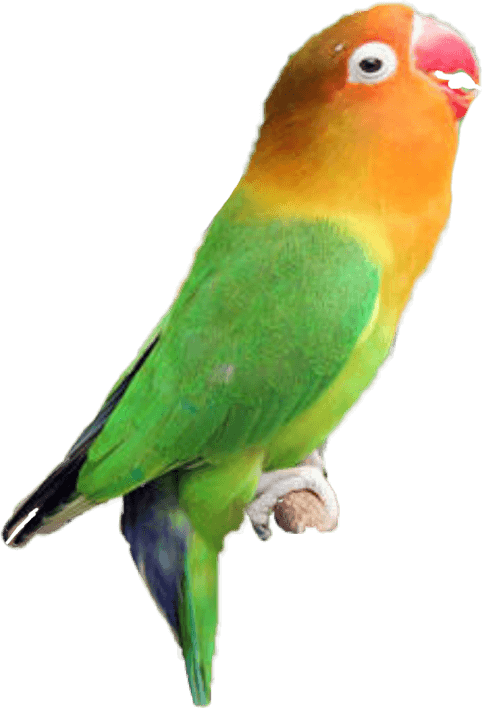The Lovebirds PNG