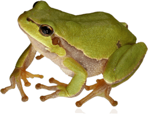 Frog PNG