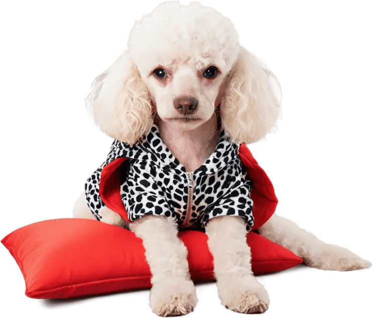 Small White Dog PNG