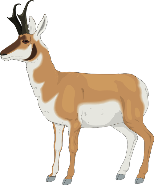 Pronghorn PNG